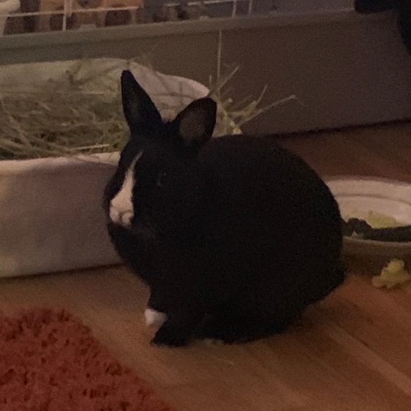 Meet your Posher, Yolanda - Picture 1 of 1